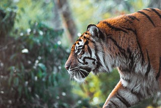The Most Endangered Animals in India