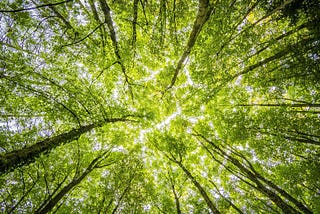Breathe fresh, live better — trees are the key to purified air and a robust immune system.