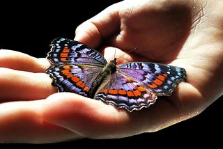 Open hand holding a beautifully colored butterfly