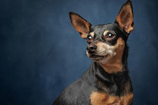 5 Small Dogs That Are Said To Be “Difficult To Keep”
