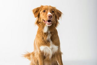 Why Did The Farmer’s Dog Give $630,000 to Cornell University?