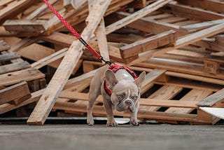 Perfect Dog Harness for French Bulldog