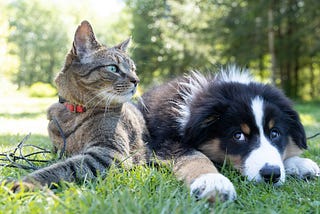 Do Pets Get Bored?