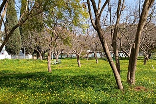 The Blooming Meadow