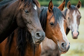 Equine Insurance Guide: Veterinary Coverage and Policy Insights