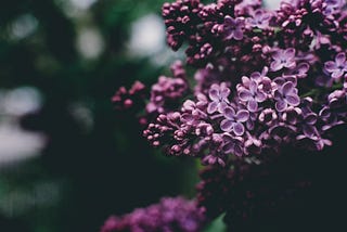 Someplace Lilacs Grow