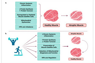 Skeletal Muscle and it’s Relevance in Cancer
