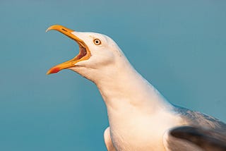 portrait of a seagull calling