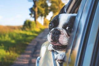 How to keep your pet safe from theft | MyPet
