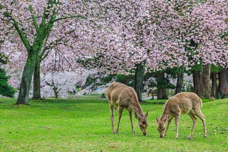 Nara — Buddhist Temples