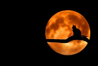 How to keep your black cat safe this Halloween