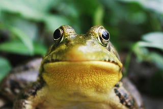 Close up of frog, front-on. Eyes open, mouth closed. Yellow beneath jaw, greenish body. Two black eye looking right at you.