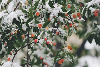Living in a country with just 2 seasons
