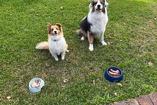 Dogs that know English