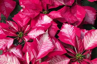 The Holidays Are Over, But Your Poinsettias Can Live to Bloom Again