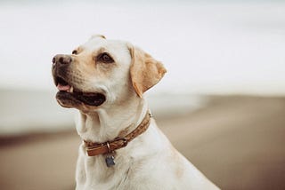 3 Reasons Why Dogs Stare At People’s Faces