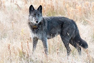 The Spitfire Incident and Wolf Hunting in the American West: A more complicated problem than meets…