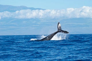 Identification de baleines bleues à l’aide de la vision par ordinateur