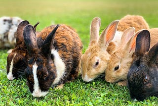 HOP into The Fun: Why Rabbits Make Excellent Family Pets