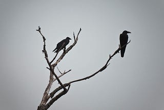 The Call of the Crow