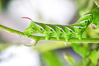 Let The Hornworms Live