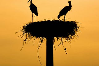 The storks of Kenitra