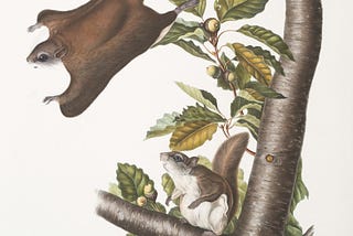 A drawing of a squirrel in a tree watching another squirrel who is gliding off of the tree.