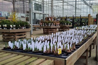 Scene at a plant nursery. In the foreground, plastic pots on the low wooden table, each with a small plant and bigger plastic label sticking out of the earth. In the distance, bigger plants and the glass and metal frame of a large greenhouse