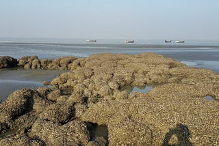 Can we save marine drive and the coast by saving oysters?