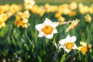 COMPARING NATURE IN WORDSWORTH’S DAFFODILS AND IN SHELLEY’S OZYMANDIAS
