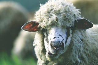 The Sheeple