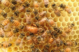 How Are the Bees Doing?