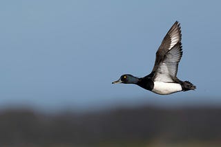 a duck in flight