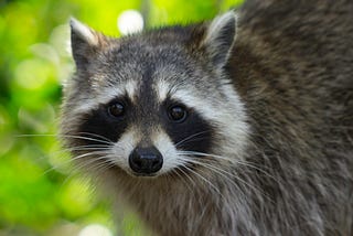 Raccoon staring into the camera