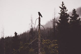 Day Eleven: The Raven’s Shadow in the Mirror’s Eye