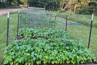 Garden beds with vegetable plants growing in them (photo by author)