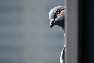 Pigeon peeking around a corner