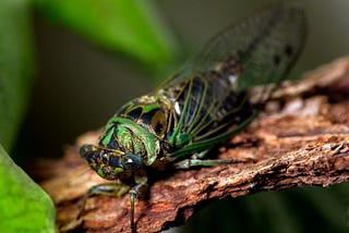 Why are scientists talking about cicadas and COVID-19?