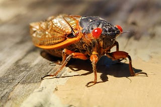 Watch Out for… Cicada Pee?