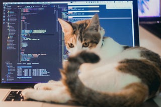 Image of a Cat on a Computer