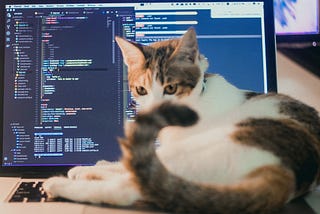 Not the_coding_cat