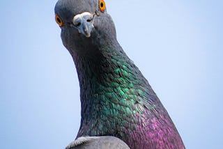 The Coo Coo Conviction