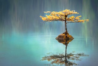 Yellow leaf tree in tranquil lake