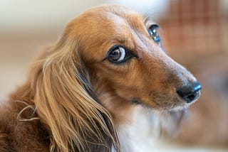 Face of sad-eyes brown down with long hair covering its flopped ears.