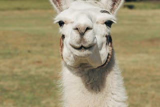 Run your own LLM — Ollama on AWS with Nvidia GPU