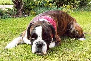 Do Dogs Dream? Understanding Canine Sleep Cycles and Nighttime Behaviors