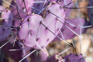 Surviving to Thriving