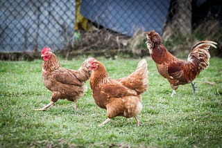 Big Companies Are Like Chickens