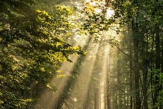 rays of light in a forest