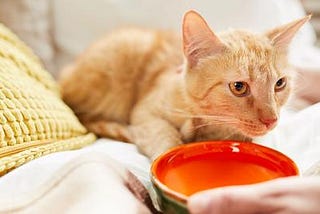 Cattus Helpline: My can’t wont drink water. What should I do?